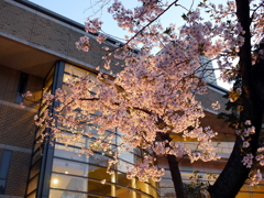 縮景園の桜