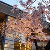 縮景園の桜