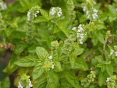 P1050536