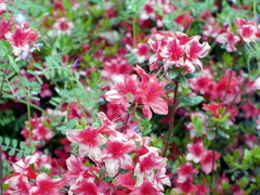 花と蜜蜂