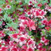 花と蜜蜂