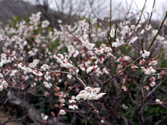 P1040815g