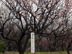 P1050018g