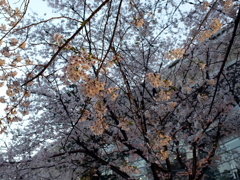 縮景園の桜