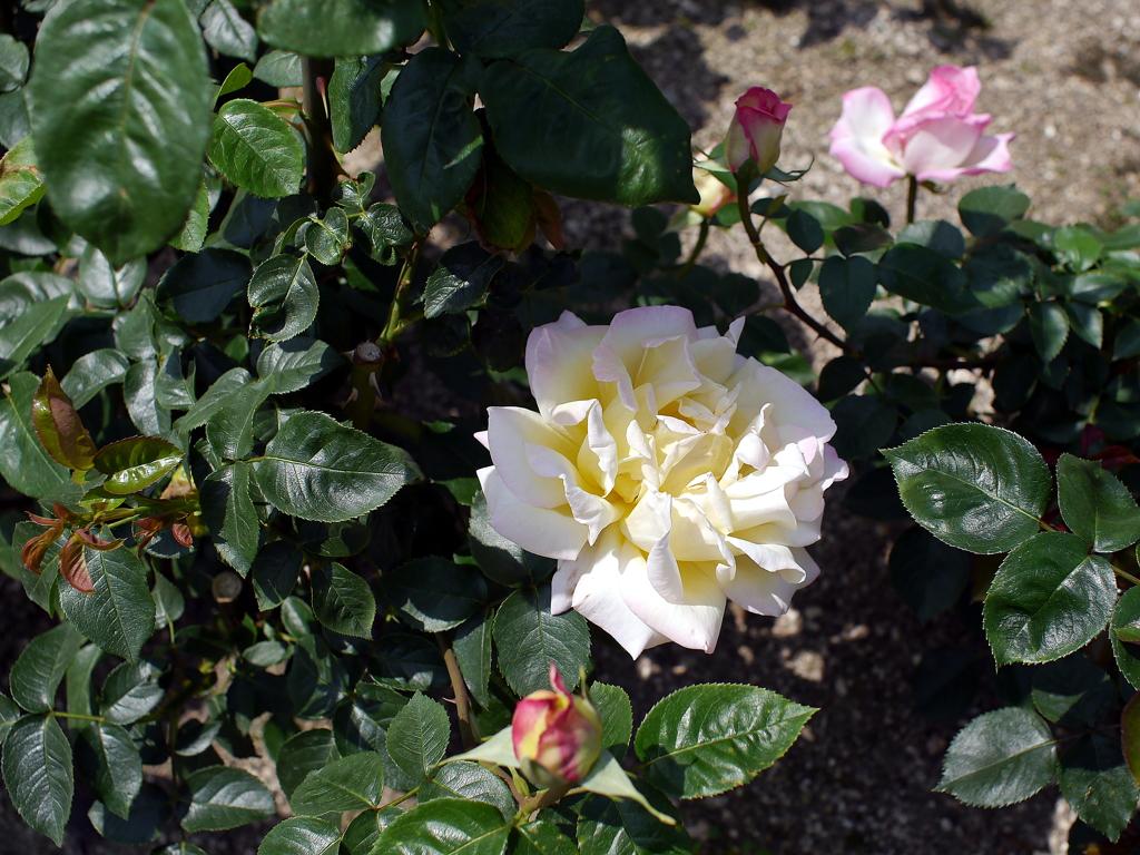 薔薇