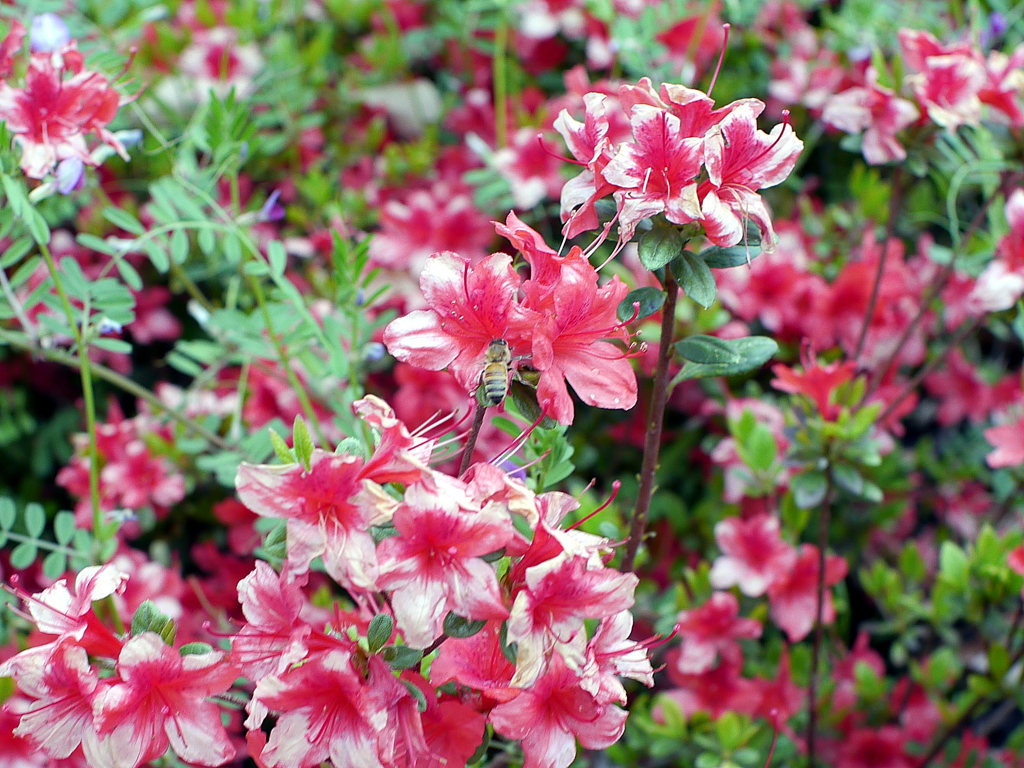 花と蜜蜂