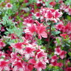 花と蜜蜂