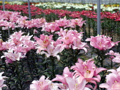 百合