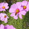 コスモスと蜜蜂