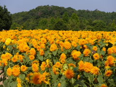 P1030003