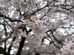 満開の桜