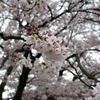 満開の桜