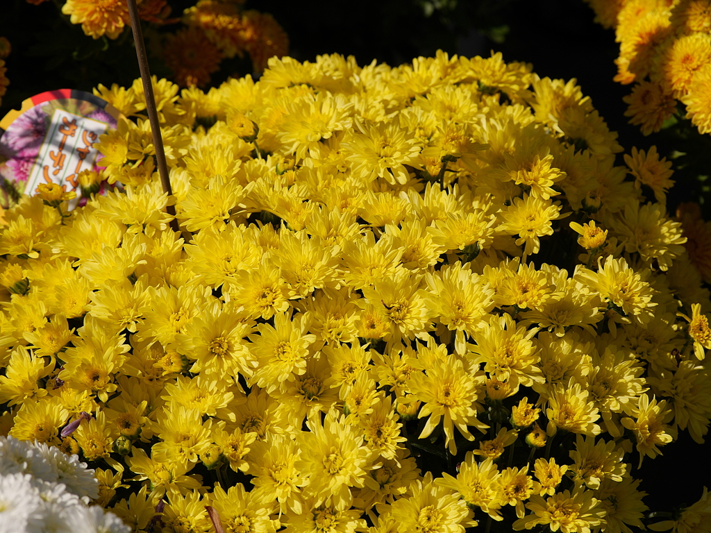 P1050458
