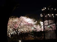 縮景園の夜桜