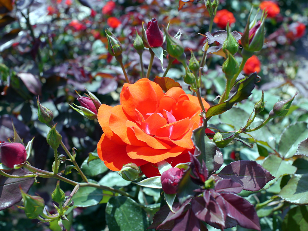 薔薇