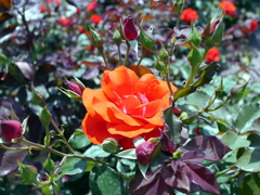 薔薇
