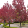広島広域公園