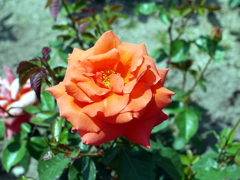 薔薇