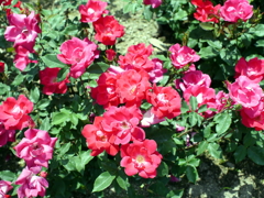 薔薇