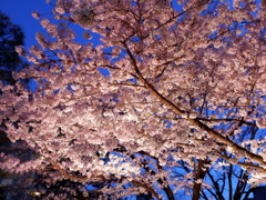 縮景園の夜桜