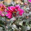 花と蜜蜂