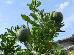 P1000757