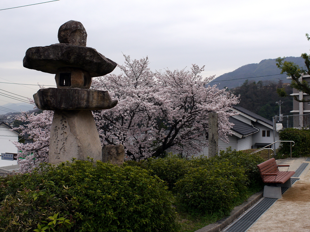 満開の桜