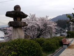 満開の桜