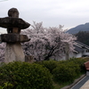 満開の桜