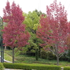 広島広域公園