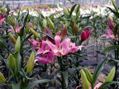 百合