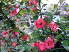 gP1070380e