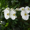 P1010645