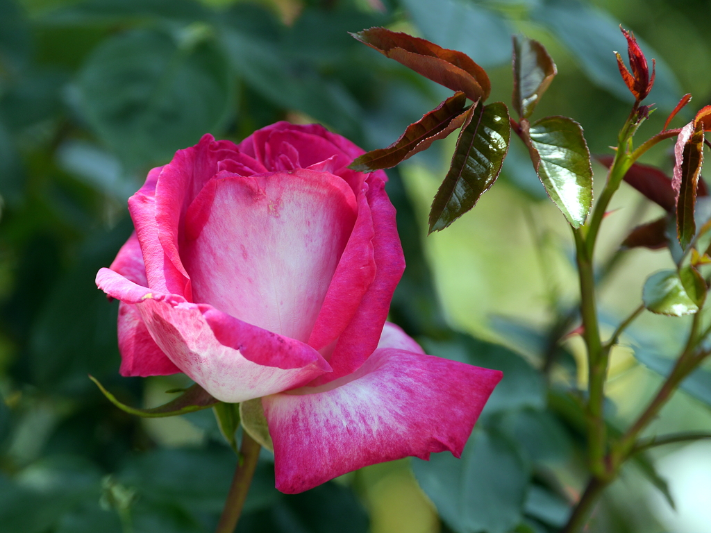 薔薇