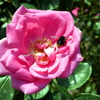 薔薇と蜜蜂