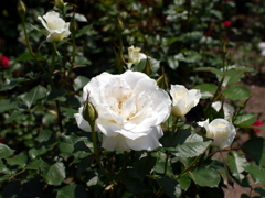 薔薇