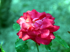 薔薇