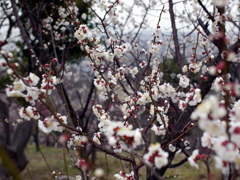 P1060011g