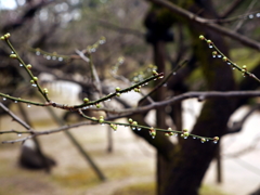 縮景園の梅