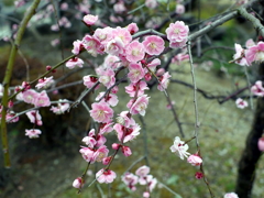 P1040850g