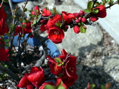 gP1060134
