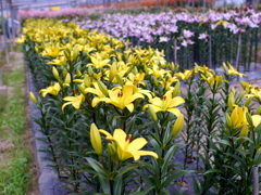 百合