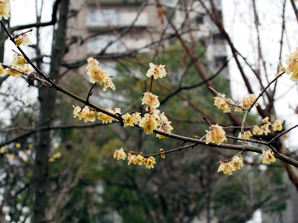 縮景園の梅