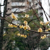 縮景園の梅