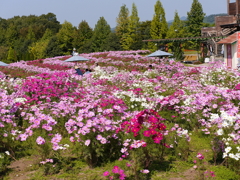 コスモス