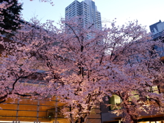 縮景園の桜