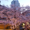 縮景園の桜