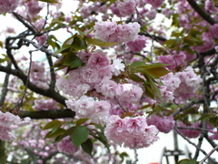 八重桜