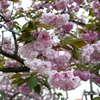 八重桜