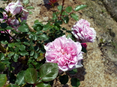 薔薇